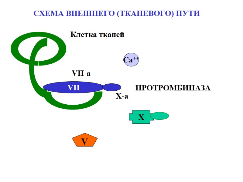 СХЕМА ВНЕШНЕГО (ТКАНЕВОГО) ПУТИ VII Са++ X V ПРОТРОМБИНАЗА VII-a X-a Клетка тканей